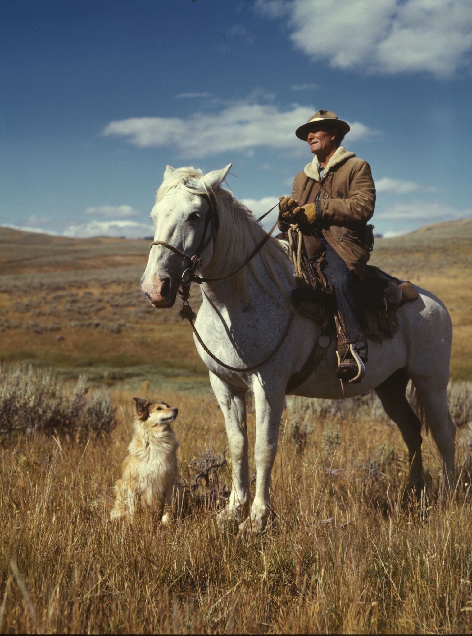 The Science Behind PEMF Therapy: What Research Reveals About Its Healing Potential for Dogs, Cats, and Horses