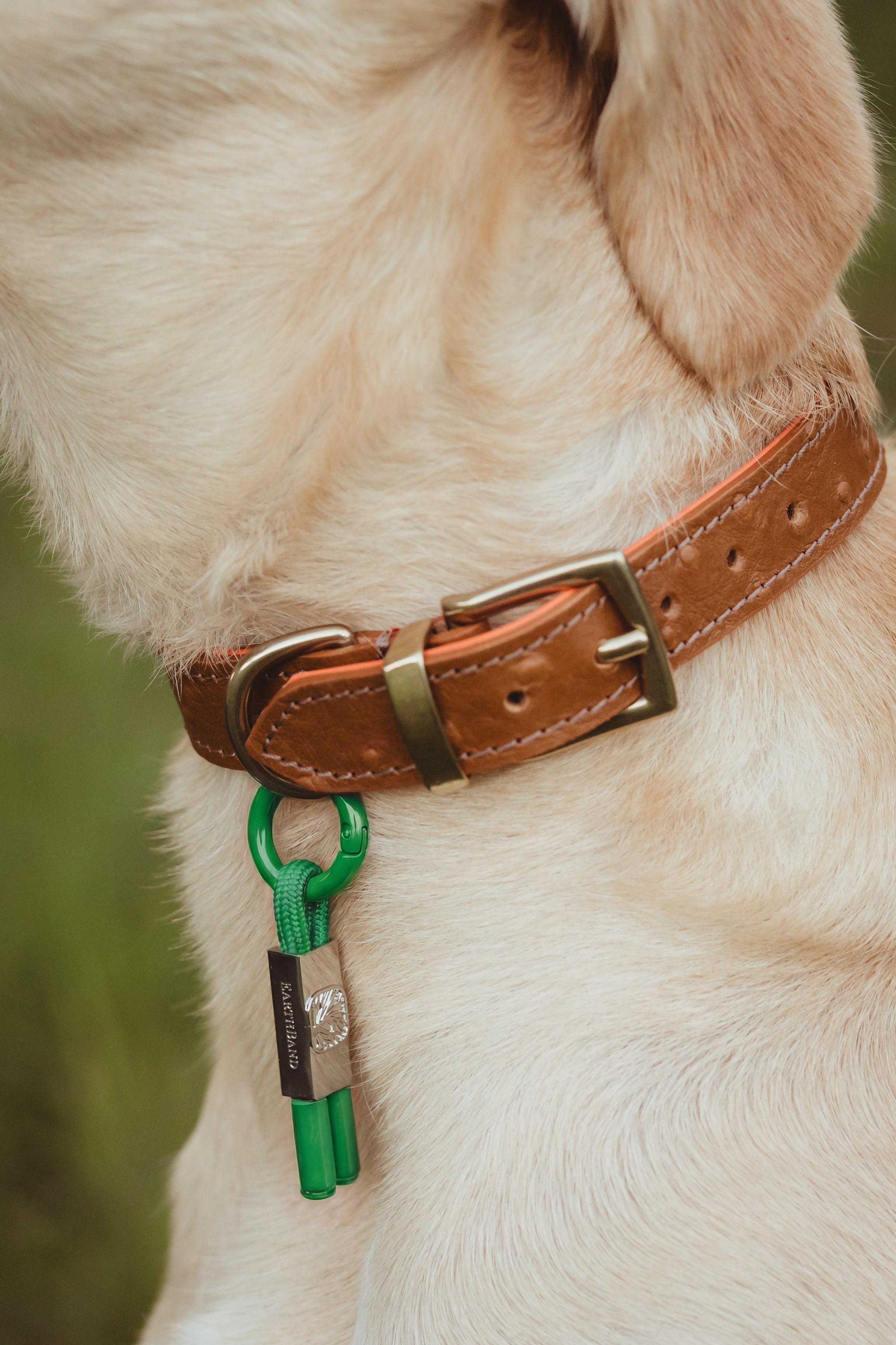 PetBand Forest Green