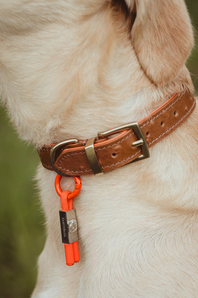 PetBand Burnt Orange