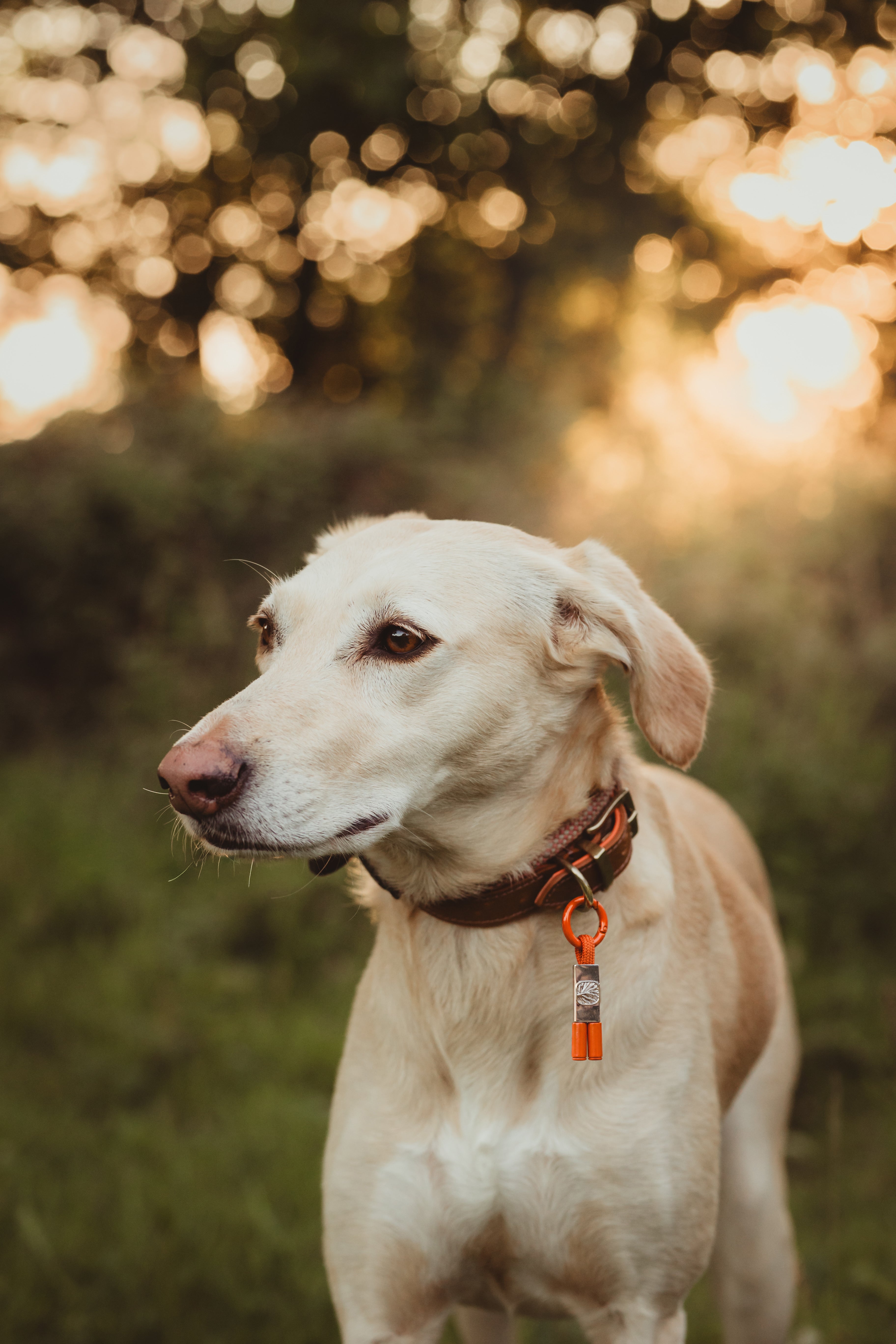 PetBand Burnt Orange
